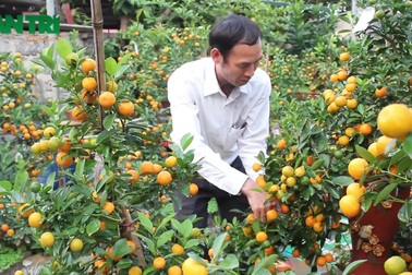 Chiêm ngưỡng vườn quất bonsai giá bạc tỷ “độc” nhất Hà Thành