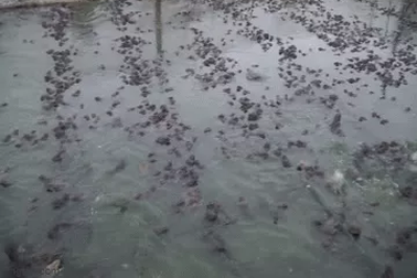 Bán hơn một triệu con ếch giống mỗi năm, thu lãi đậm