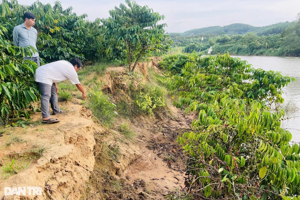 Dân sốt ruột nhìn cây trồng bị lòng hồ thủy điện Đăk Psi 6 nhấn chìm - 3 Dân sốt ruột nhìn cây trồng bị lòng hồ thủy điện Đăk Psi 6 nhấn chìm - 3