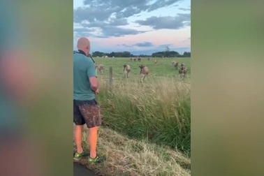 Clip: Thú vị cảnh... “đàn gảy tai trâu”