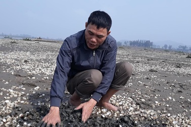 Xác định nguyên nhân hơn 90 tấn ngao chết trắng