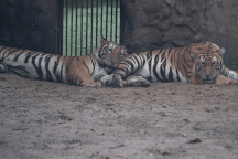 Một ngày chăm "chúa sơn lâm" ở Thảo Cầm Viên Sài Gòn