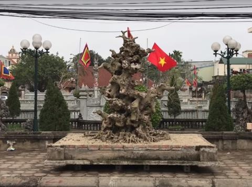 Khúc củi khô 4 tỷ đồng của đại gia đồng nát Hà Nội - 1 Khúc củi khô 4 tỷ đồng của đại gia đồng nát Hà Nội - 1