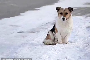 Chú chó đợi chủ suốt 6 tháng giữa trời lạnh âm 30 độ khiến dân mạng cảm động