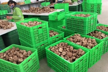 Nhà khoa học Việt chế tạo thành công nấm ăn liền