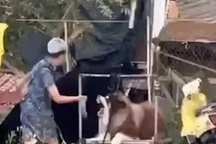 Vụ chó Alaska bị đánh ở Đà Lạt: Công an vào cuộc