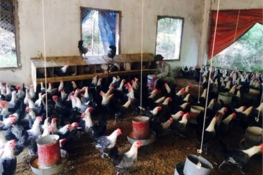 Trùm trứng gà Vĩnh Phúc: Đều đặn thu tiền tỷ