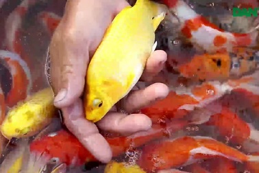 Nuôi cá "quý tộc" thu hàng trăm triệu mỗi năm.