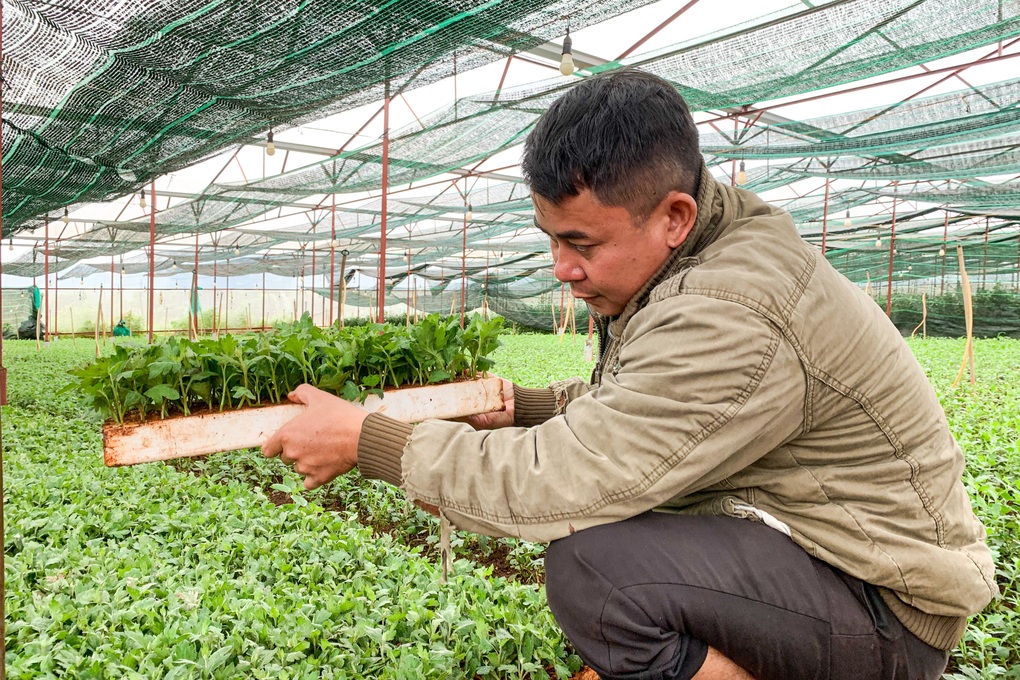 Trồng hoa cúc trên đất đỏ bazan, thu lãi tiền tỷ mỗi năm - 2 Trồng hoa cúc trên đất đỏ bazan, thu lãi tiền tỷ mỗi năm - 2