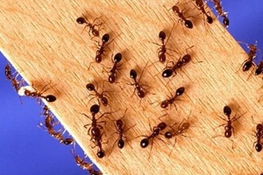 Gặp tai nạn vì bị... kiến cắn trong lúc lái xe