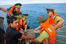 Bắt được đồi mồi 25kg, thợ câu nhờ lực lượng chức năng thả về biển