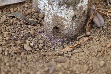 Công an điều tra nghi án đầu độc vườn sầu riêng của nông dân