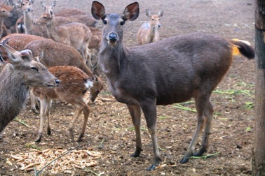"Bỏ phố lên rừng" nuôi hươu nai, lão nông kiếm tiền tỷ mỗi năm