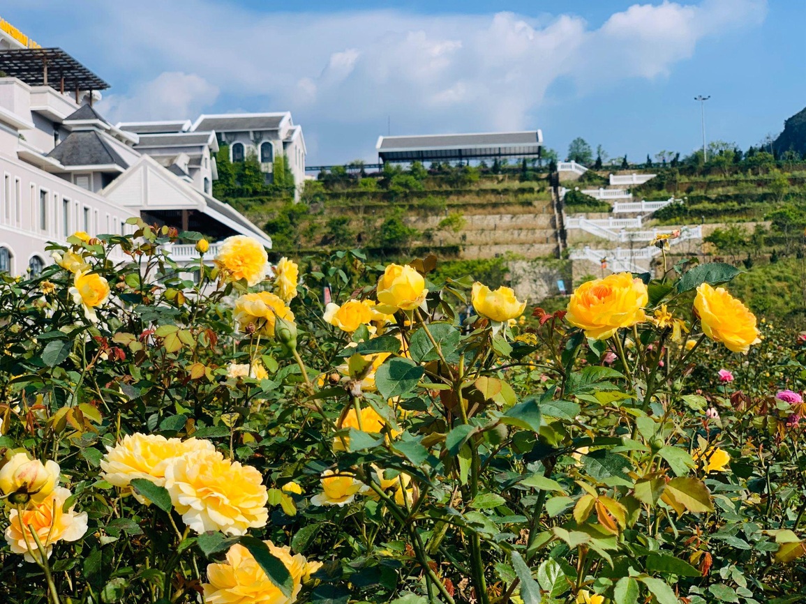 Sun World Fansipan Legend tổ chức Lễ hội hoa hồng dịp 30/4-1/5 - 4 Sun World Fansipan Legend tổ chức Lễ hội hoa hồng dịp 30/4-1/5 - 4