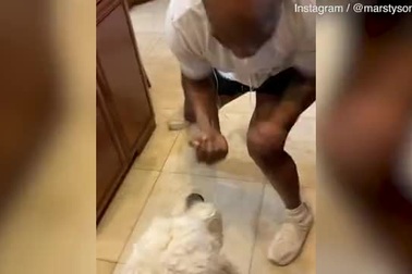 Huyền thoại quyền Anh Myke Tyson luyện tập với thú cưng tại nhà