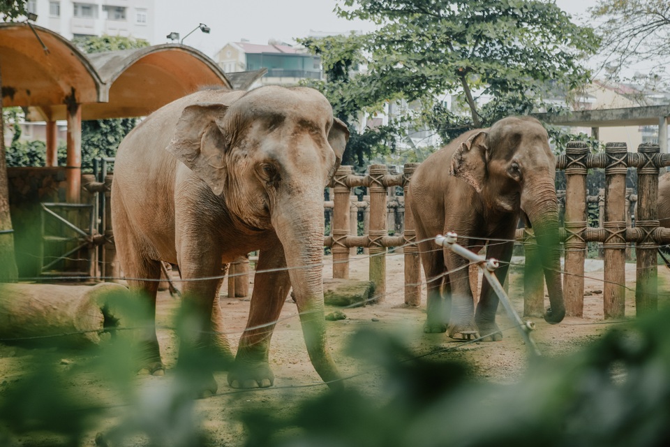 Bộ ảnh Thảo Cầm Viên đẹp ngất ngây gây sốt mạng xã hội - 8 Bộ ảnh Thảo Cầm Viên đẹp ngất ngây gây sốt mạng xã hội - 8