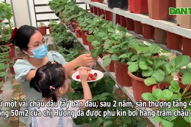 Mẹ đảm ở Vĩnh Phúc vác đất lên sân thượng, sau 2 năm có vườn dâu sai trĩu