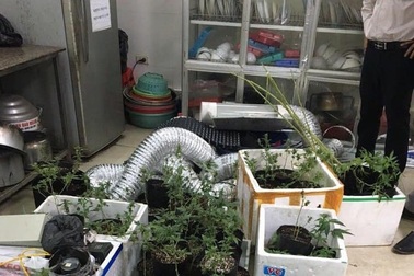 Hà Nội: Nam thanh niên trồng cần sa trong nhà trọ