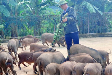 Đàn lợn rừng ăn dược liệu: Anh cán bộ xã thu tiền tỷ mỗi năm