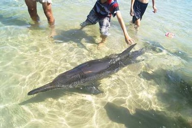 Cá heo bơi lạc vào bờ biển đã chết