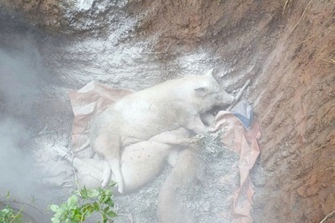 Tiêu hủy gần 2.000 con lợn vì dịch tả lợn châu Phi