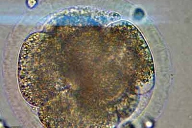 Chào đời từ phôi mầm trữ lạnh tới 20 năm