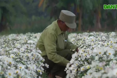 Cán bộ công an về hưu kiếm tiền triệu mỗi ngày từ cánh đồng hoa ven sông