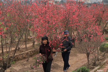 Không khí Tết Nguyên đán len lỏi từng con phố: Thấy đào là thấy Tết