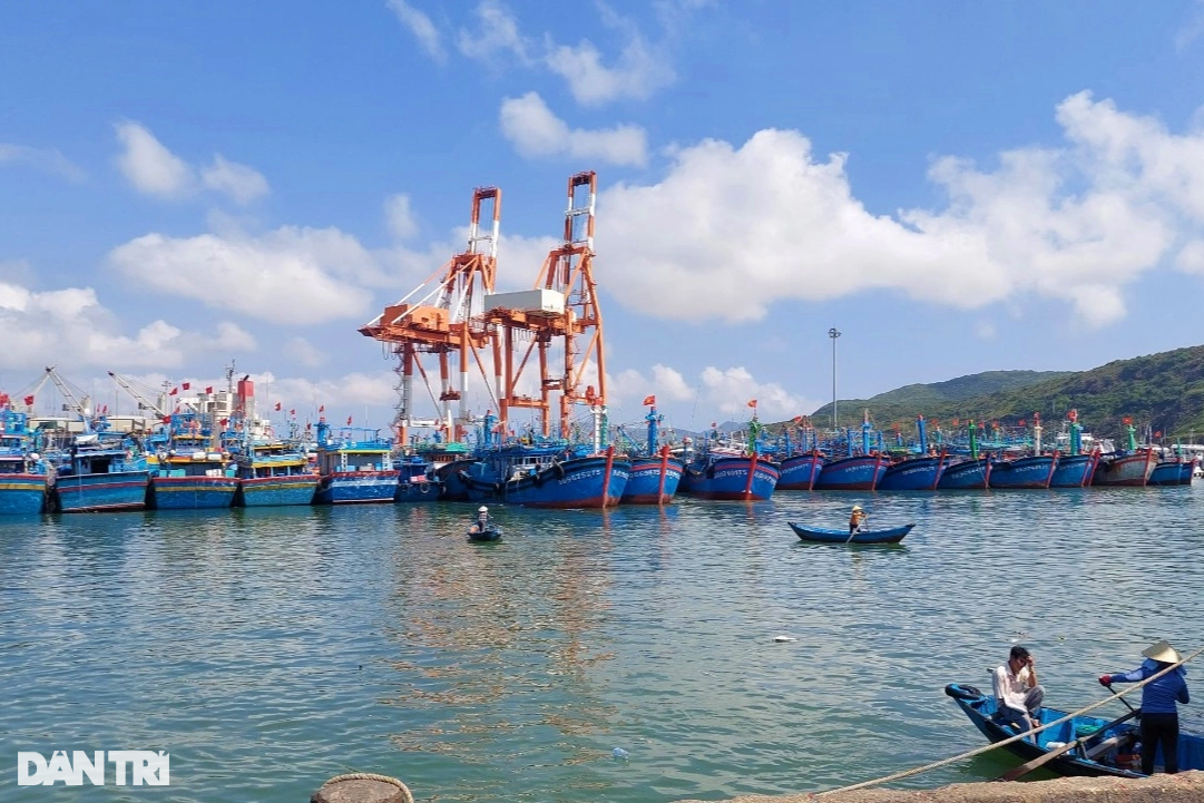 30トンのマグロを漁獲、船員は旧正月に約10億ドンの賞金を獲得 - 6 Trúng mẻ cá ngừ 30 tấn, thuyền viên chia nhau gần 1 tỷ đồng ăn Tết - 6