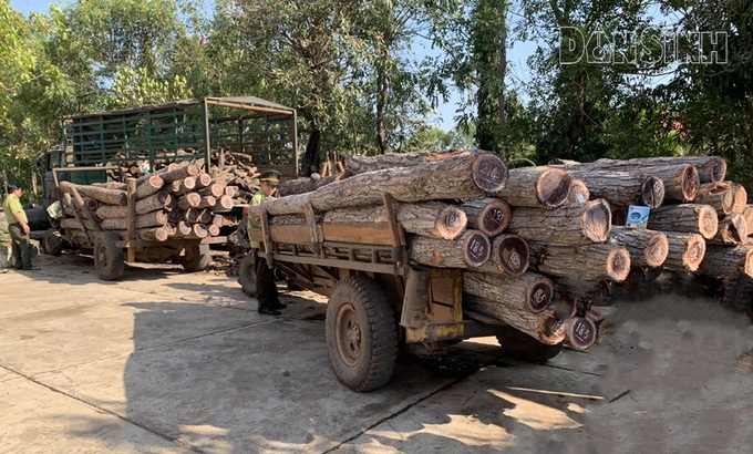 Đắk Lắk: Vận chuyển gỗ trái phép bị phát hiện - Ảnh 1. Đắk Lắk: Vận chuyển gỗ trái phép bị phát hiện - Ảnh 1.