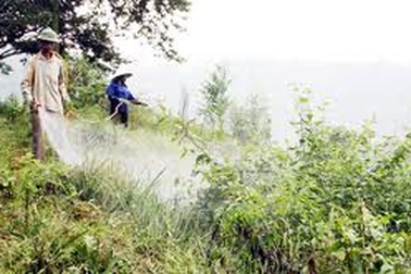 2 người chết, 7 người mờ mắt vì phun thuốc diệt cỏ