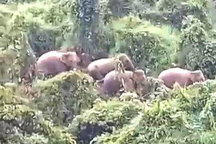 Đàn voi rừng xuất hiện trong nương rẫy ở Quảng Nam