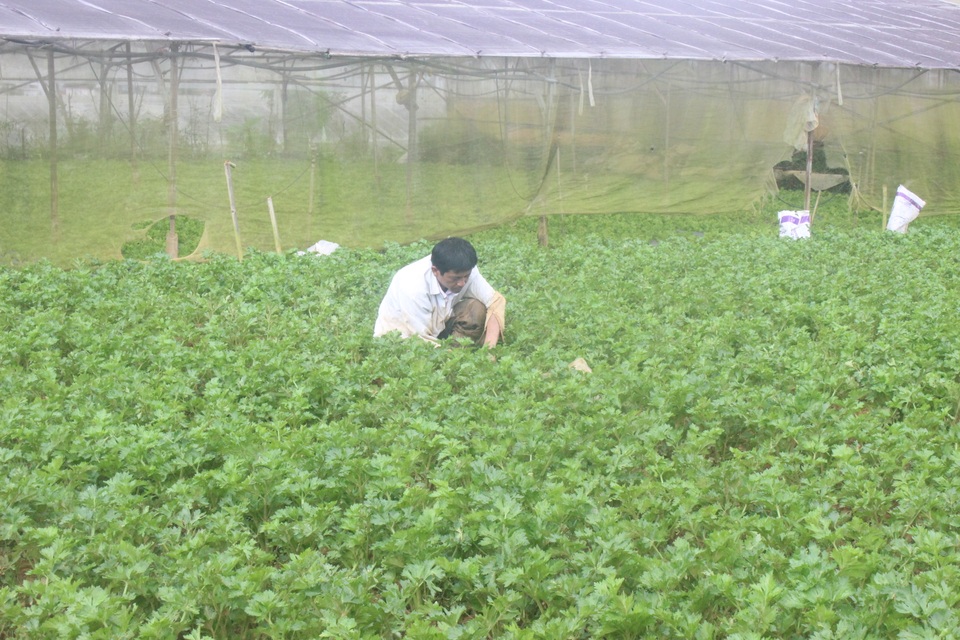 Giá rau, hoa Đà Lạt bật tăng sau dịch Covid-19 - 1 Giá rau, hoa Đà Lạt bật tăng sau dịch Covid-19 - 1