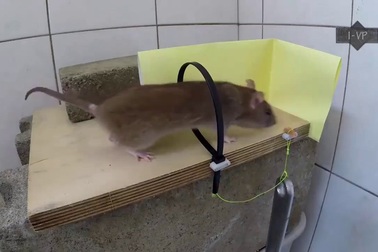 Độc đáo những chiếc bẫy chuột tự chế