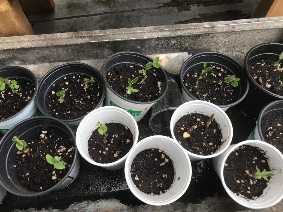 Vườn 600m2 yên bình, bội thu bầu, mướp của gia đình Việt Nam ở Canada - 2 Vườn 600m2 yên bình, bội thu bầu, mướp của gia đình Việt Nam ở Canada - 2