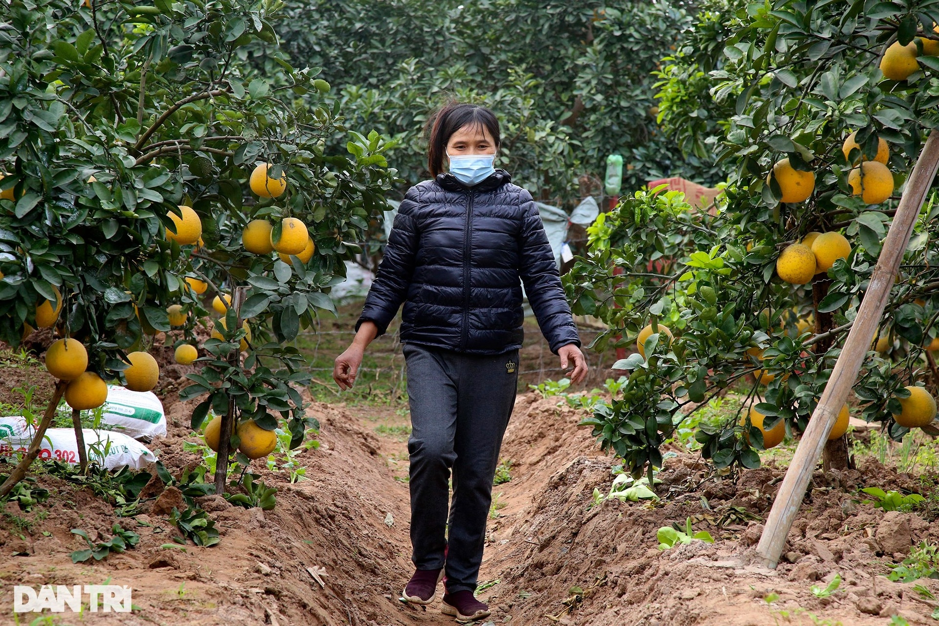 Bưởi Phú Diễn ở Hà Nội vàng rực vụ mùa Tết - 6