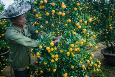 Nhọc nhằn nghề trồng quất cảnh