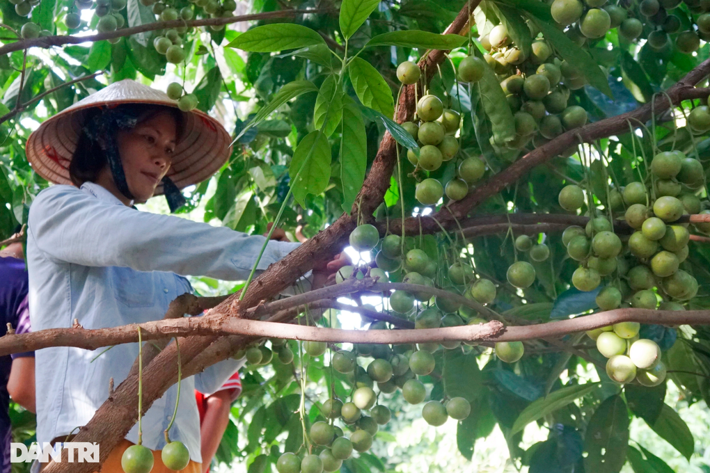 Nhiều hộ dân thoát nghèo vươn lên thành triệu phú ở Bình Định - 1 Nhiều hộ dân thoát nghèo vươn lên thành triệu phú ở Bình Định - 1
