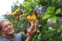 Cận Tết, lão nông thu hàng trăm triệu đồng nhờ cây có 7 thứ quả khác nhau