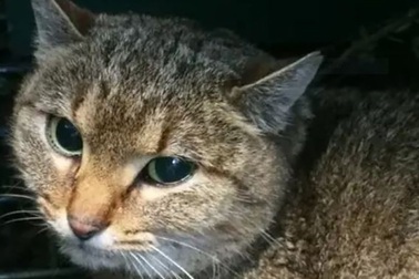 Phát hiện loài “mèo cáo” hoàn toàn mới ở Pháp