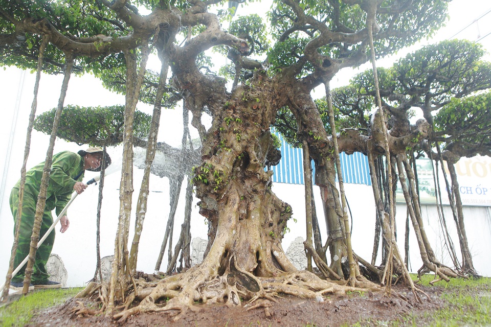 Mục sở thị bộ ba sanh cổ giá hơn 1 triệu USD của nghệ nhân Nam Định - 3 Mục sở thị bộ ba sanh cổ giá hơn 1 triệu USD của nghệ nhân Nam Định - 3