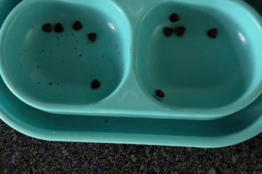 Cô gái Đồng Nai và “đàn thú cưng bất ổn” gây sốt mạng