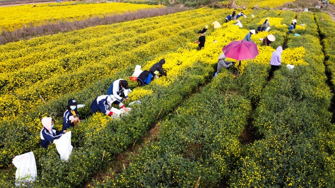 Ngắm cánh đồng cúc tiến vua vàng ruộm mộng mơ tại Nghĩa Trai, Hưng Yên - 9 Ngắm cánh đồng cúc tiến vua vàng ruộm mộng mơ tại Nghĩa Trai, Hưng Yên - 9
