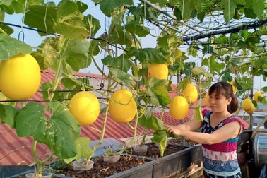 Vườn dưa sai trĩu quả, “đếm mỏi tay” trên sân thượng của mẹ đảm Hà Nội