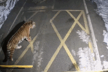 Hổ lang thang trong khu dân cư với móng vuốt nhuốm máu