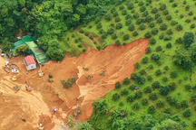 Lâm Đồng kiểm tra vườn sầu riêng ở đèo Bảo Lộc