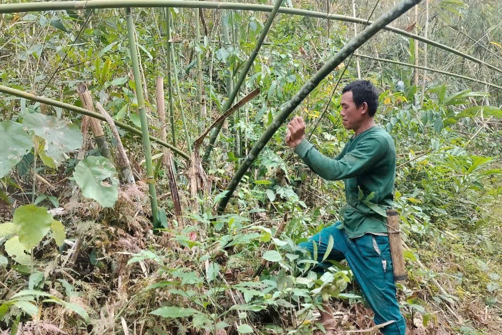 Hàng nghìn ha vàng xanh chết dần, nông dân lo tái nghèo - 1 Hàng nghìn ha vàng xanh chết dần, nông dân lo tái nghèo - 1