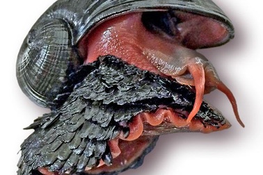 Phát hiện loài ốc sên "thân sắt" mở ra "kỳ tích" với y học thế giới