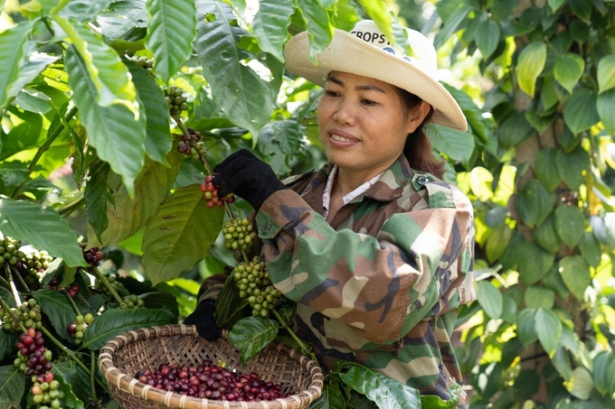 Chương trình NESCAFÉ Plan góp phần cải thiện kinh tế cho nhiều nông hộ canh tác cây cà phê và nâng cao vai trò và vị thế của người phụ nữ.