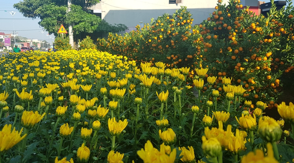 Ngàn hoa khoe sắc chờ đón Xuân - 7 Ngàn hoa khoe sắc chờ đón Xuân - 7